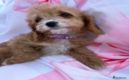 Cavapoo dogs for sale: 🐾💕💙STUNNING F1 CAVAPOOS 💙💕🐾 - Image 18