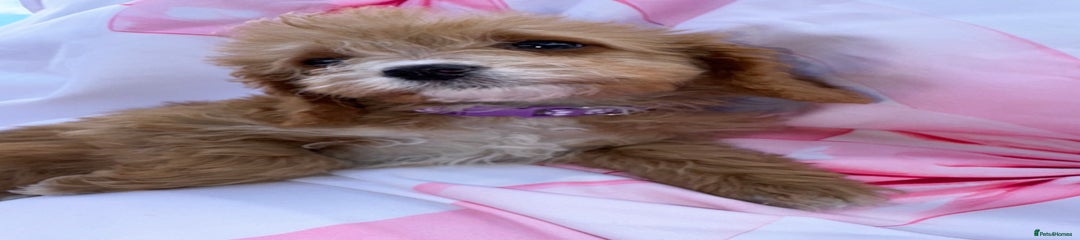 Cavapoo Puppy 3