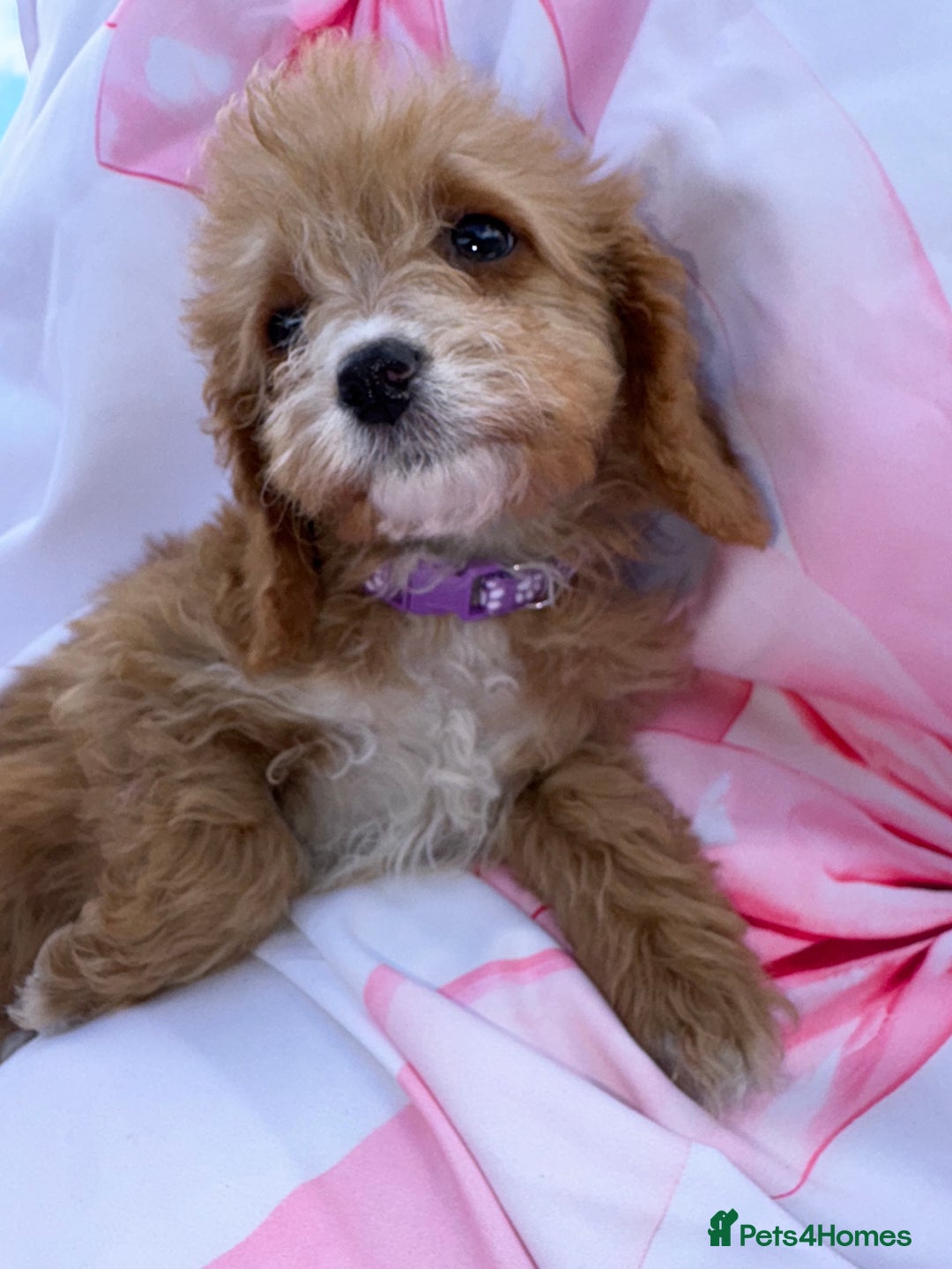 Cavapoo dogs for sale: 🐾💕💙STUNNING F1 CAVAPOOS 💙💕🐾 - Image 18