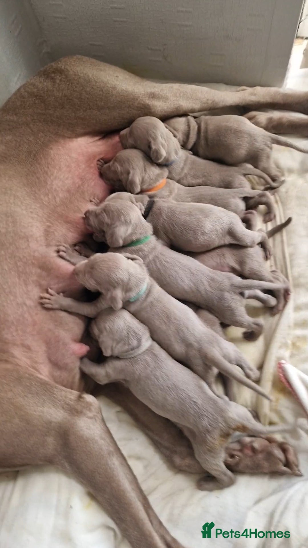Weimaraner dogs for sale: Weimaraner Puppies Looking for Their Forver Home🐾 in Shrewsbury - Advert 15