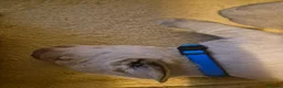 Labrador Retriever dogs for sale: Fox Red Labrador puppies  - Advert 6