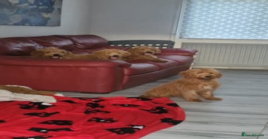 Mixed Breed dogs - Advert 10