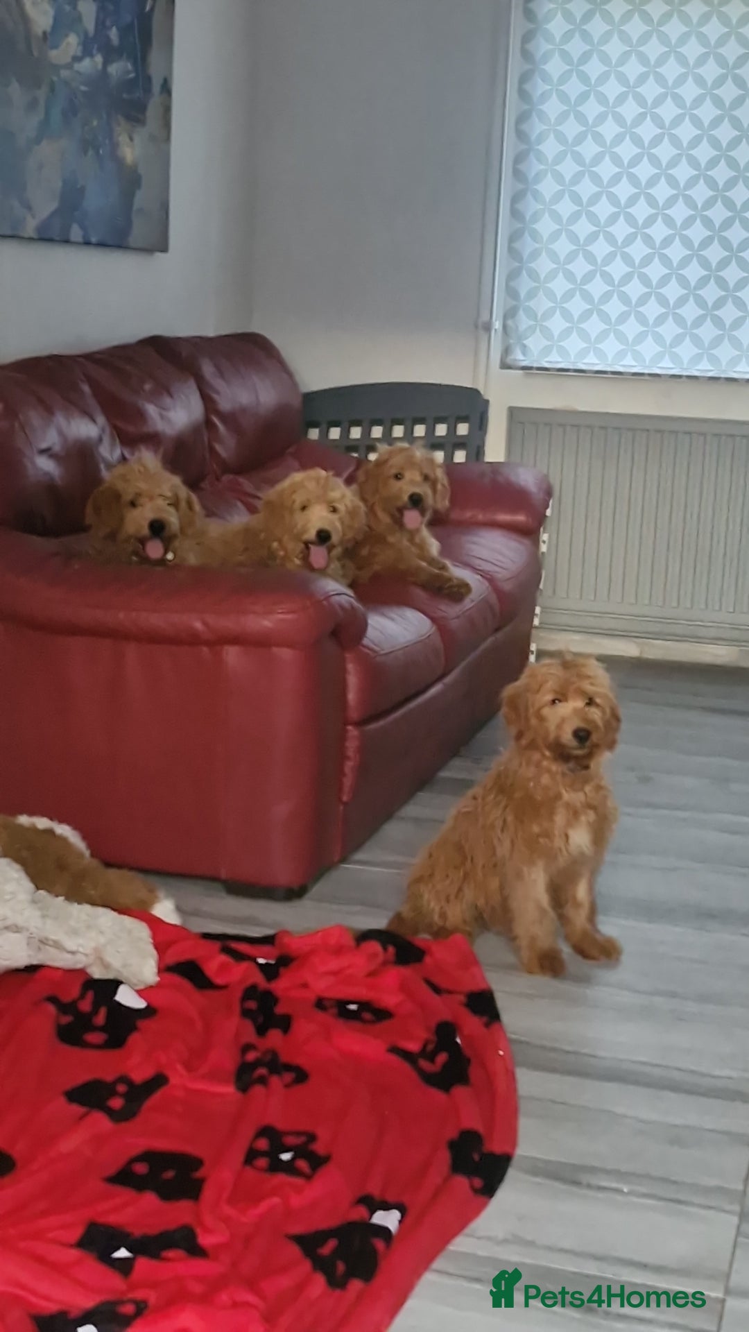 Mixed Breed dogs for sale: GoldenDoodles puppies  - Image 2
