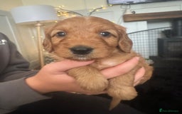 Cockapoo dogs for sale: Adorable F1B puppies born weekly pictures progress - Image 27
