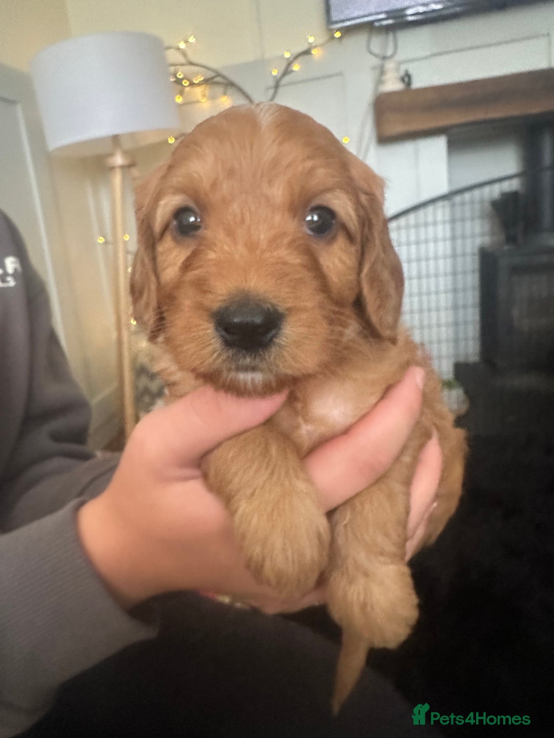 Cockapoo dogs for sale: Adorable F1B puppies born weekly pictures progress - Image 27