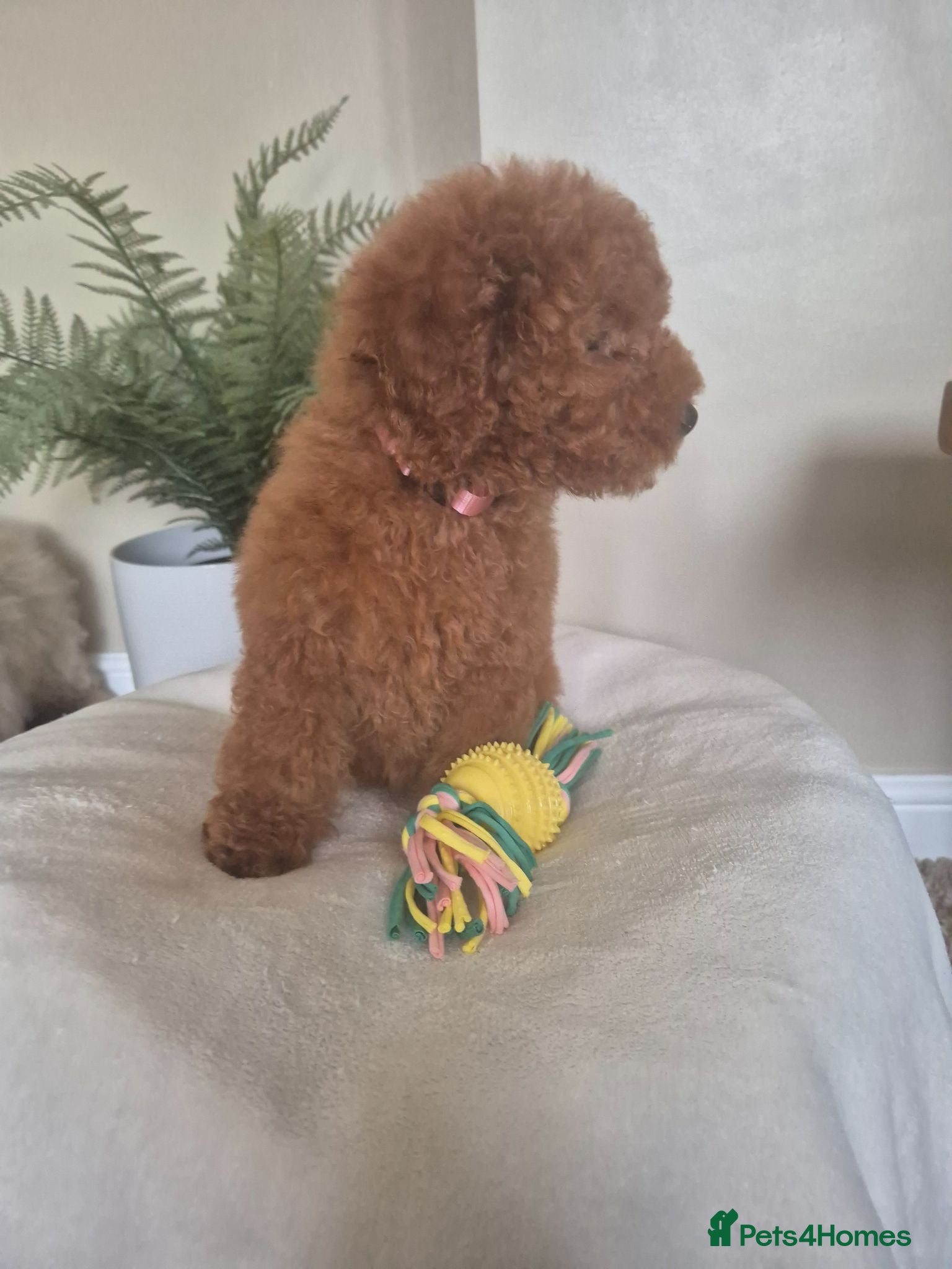 Toy Poodle dogs Kc regd Toy Poodles  - Advert 1