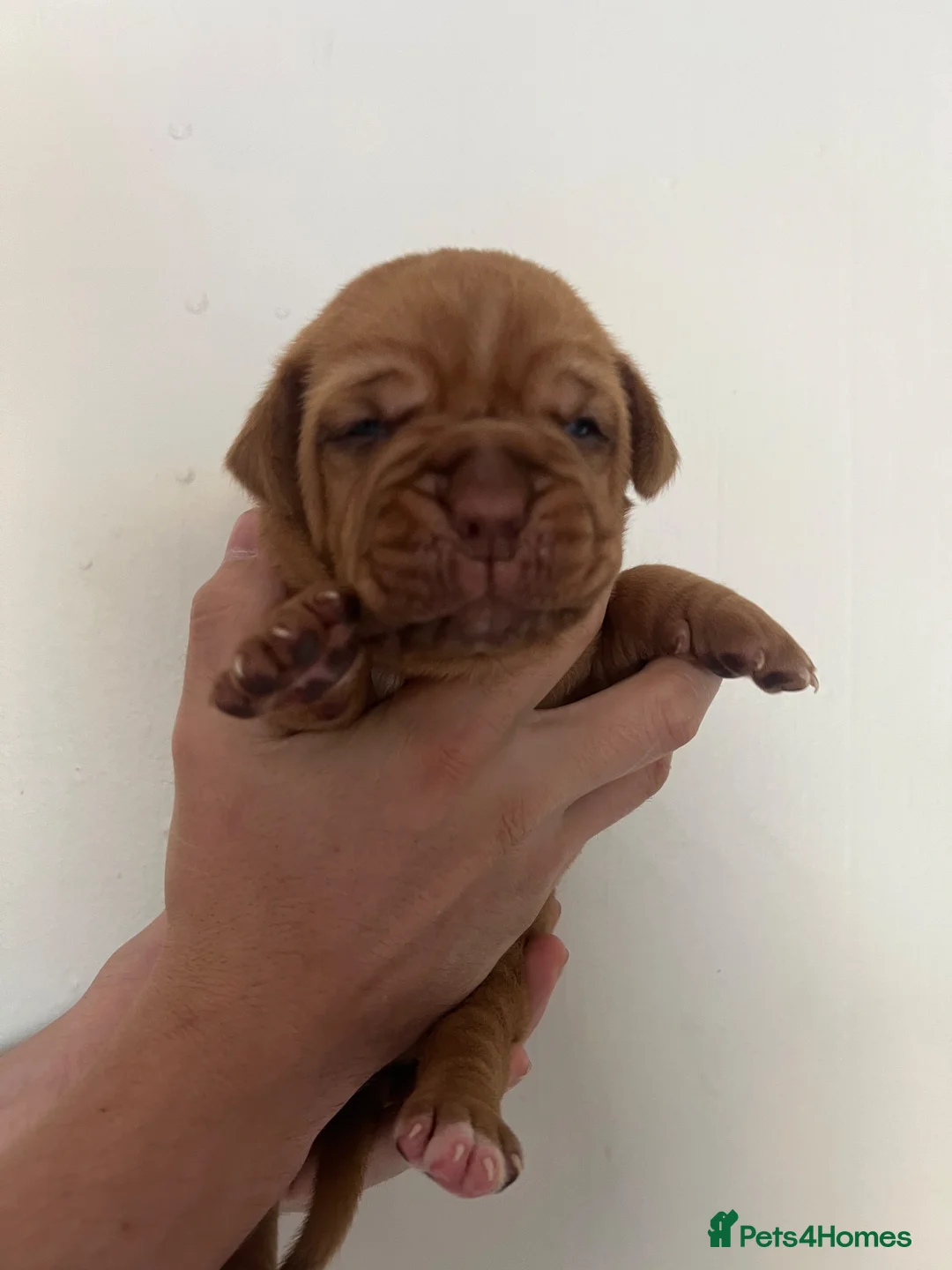 Dogue De Bordeaux dogs for sale: Beautiful chunky Douge de Bordeaux pups - Advert 2