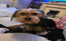 Mixed Breed dogs for sale: 11 month old yorkie cross cocker  - Image 2