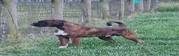 Boxer dogs for stud: Stunning Proven, Health tested and Heartscored 0 in Boston - Advert 14