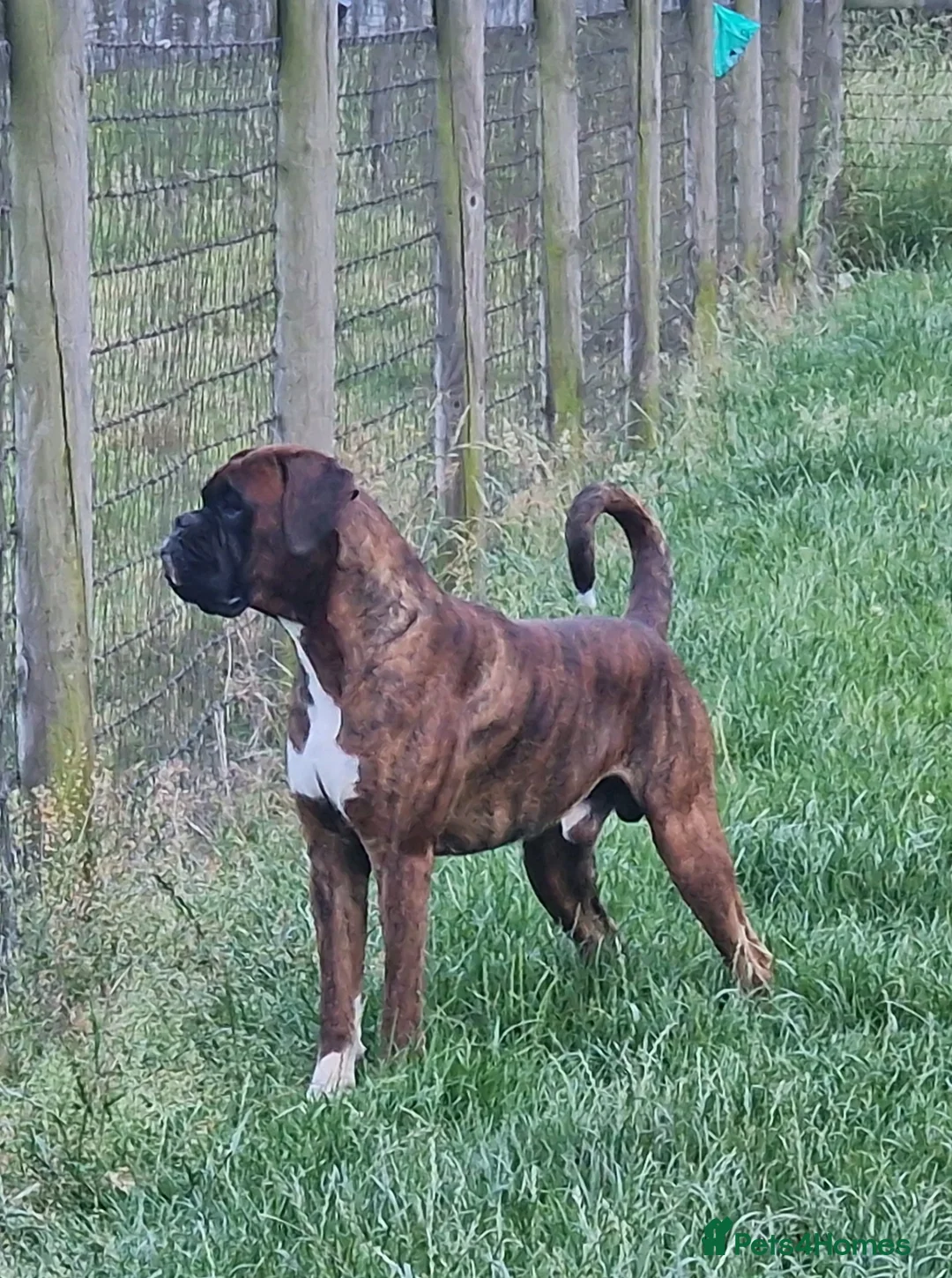 Boxer dogs for stud: Stunning Proven, Health tested and Heartscored 0 in Boston - Advert 14