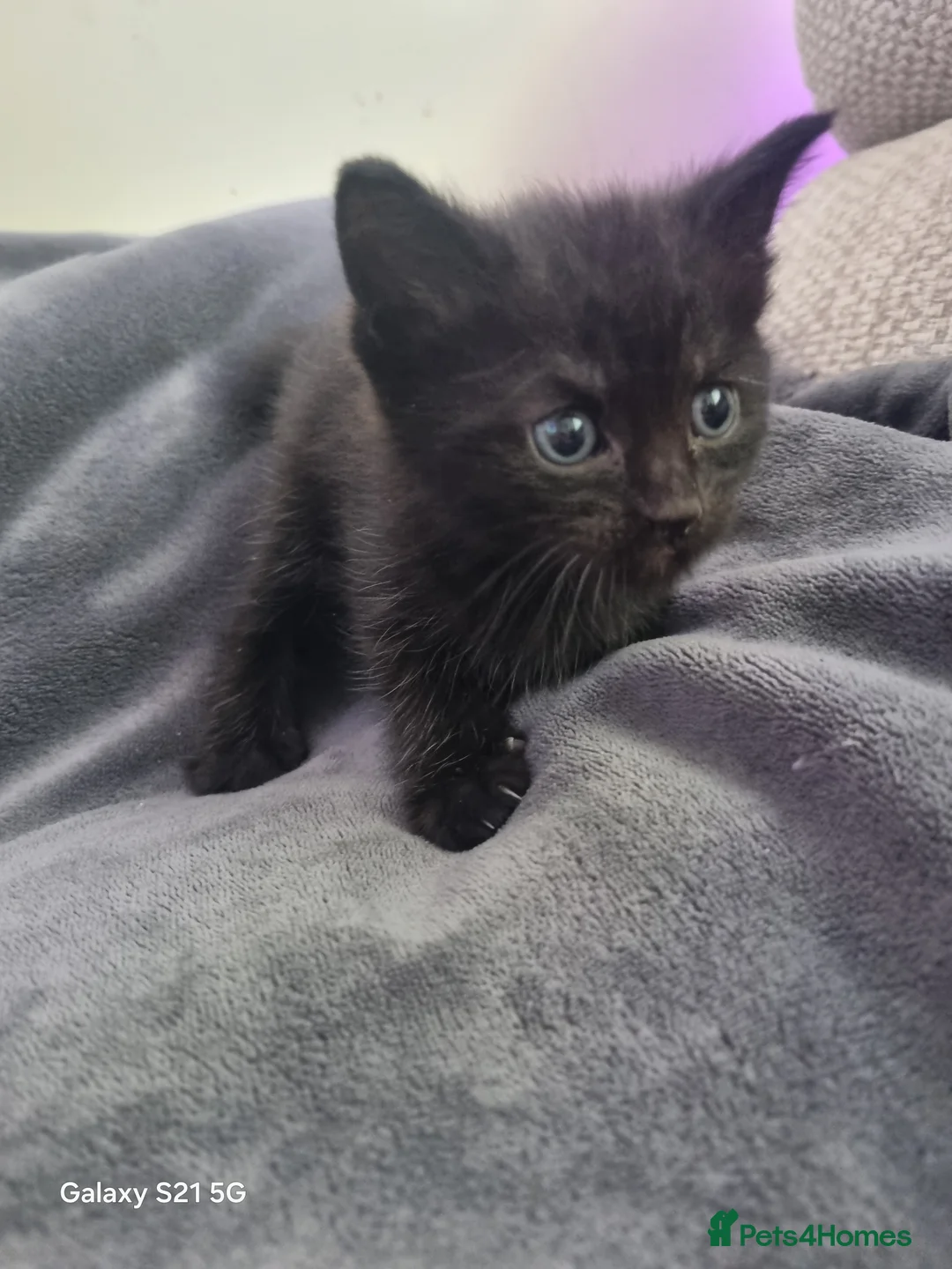 Mixed Breed cats for sale: long-haired kittens looking for a loving home - Advert 40