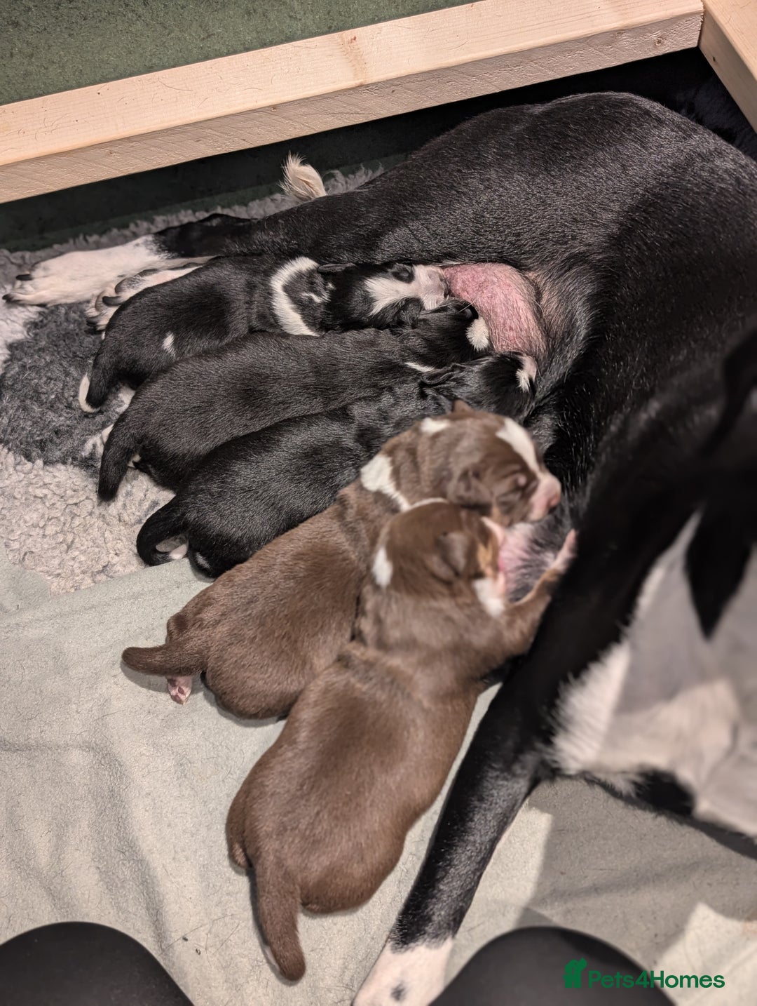 Border Collie dogs for sale: Collie mix puppies looking for their families! - Image 4