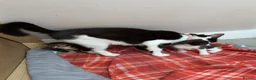 Mixed Breed cats for sale: Beautiful kittens looking for forever homes - Advert 2