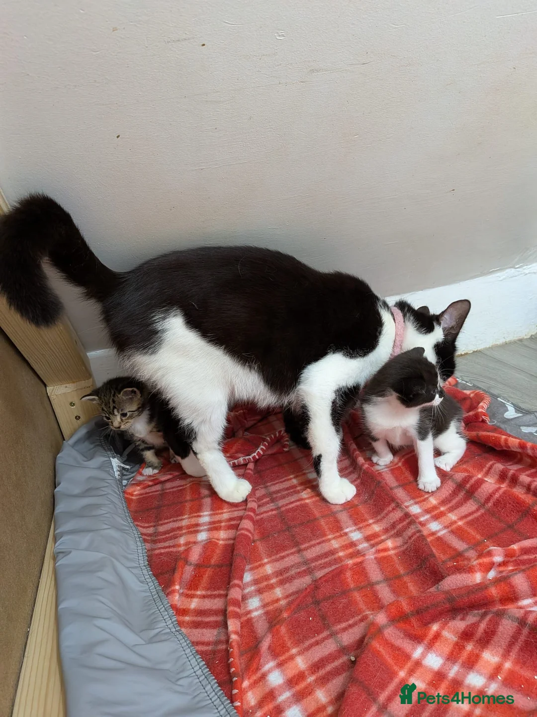 Mixed Breed cats for sale: Beautiful kittens looking for forever homes - Advert 2