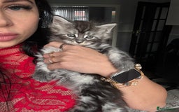 Maine Coon cats for sale: Russian XL maine coons!❤️ready to leave next week! - Image 18