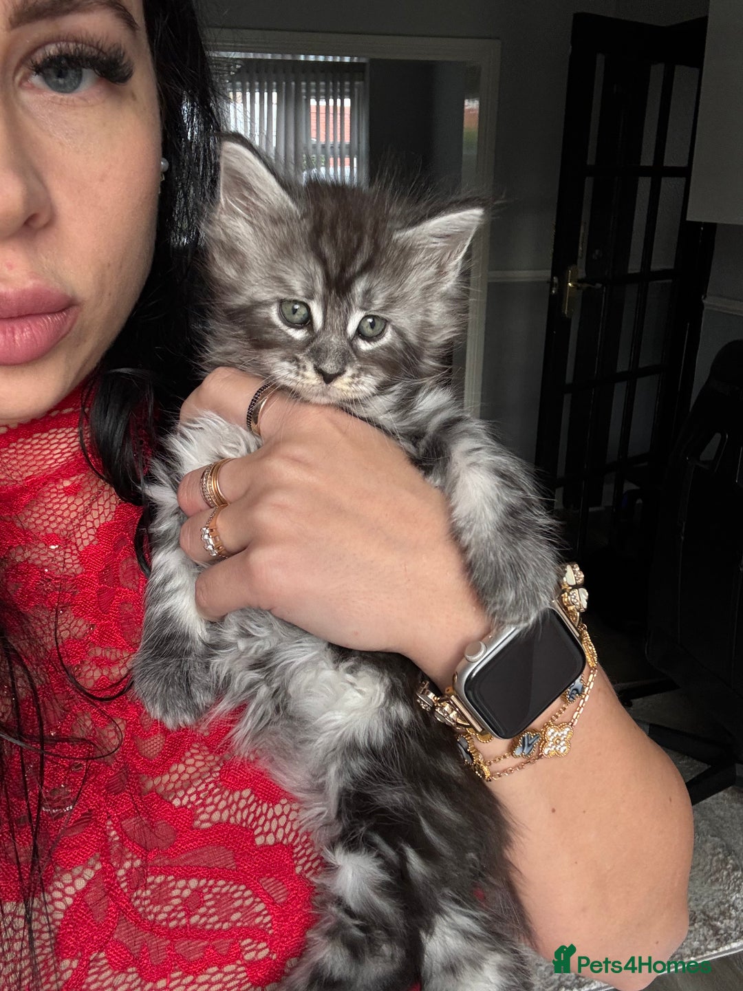 Maine Coon cats for sale: Russian XL maine coons!❤️ready to leave next week! - Image 18