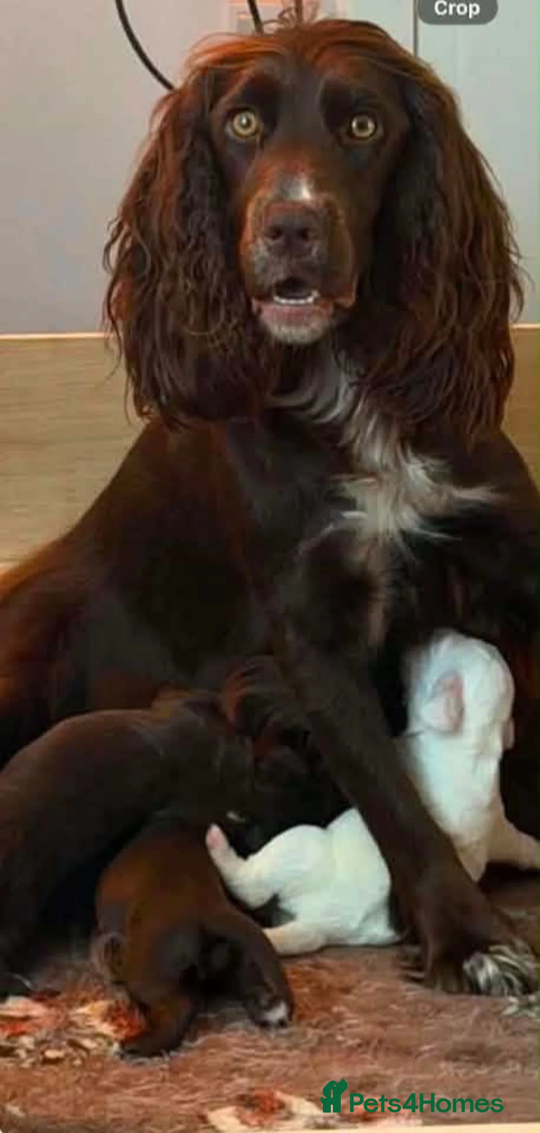 Cocker Spaniel dogs for sale: Cocker Spaniel puppies  in Cowdenbeath - Advert 1