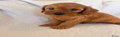 Cavapoo 2