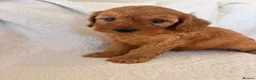 Cavapoo dogs for sale: LICENSED BREEDER HEALTH TESTED CAVAPOOS - Advert 11
