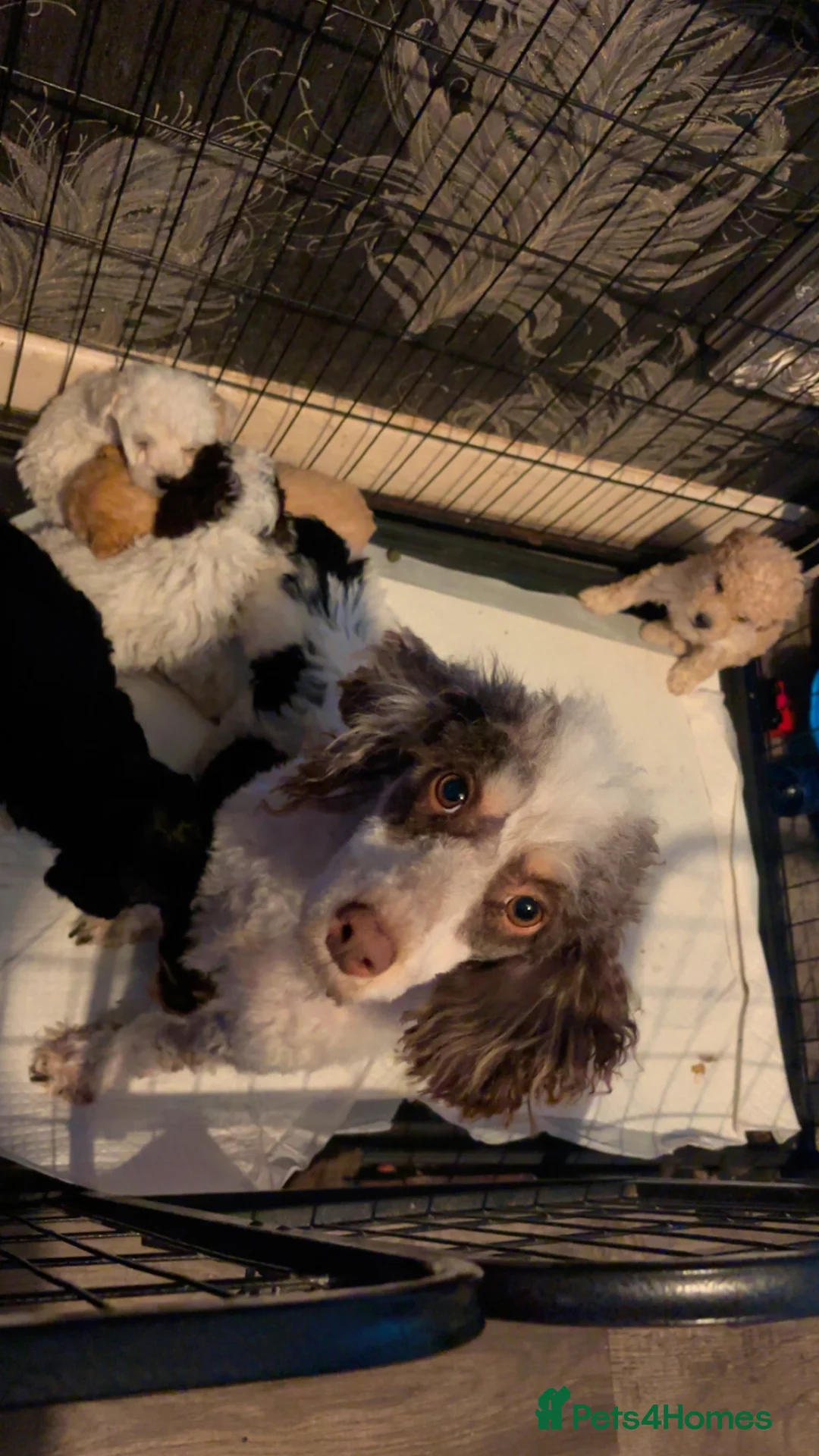 Cockapoo dogs for sale: Cockapoo puppies  - Advert 8