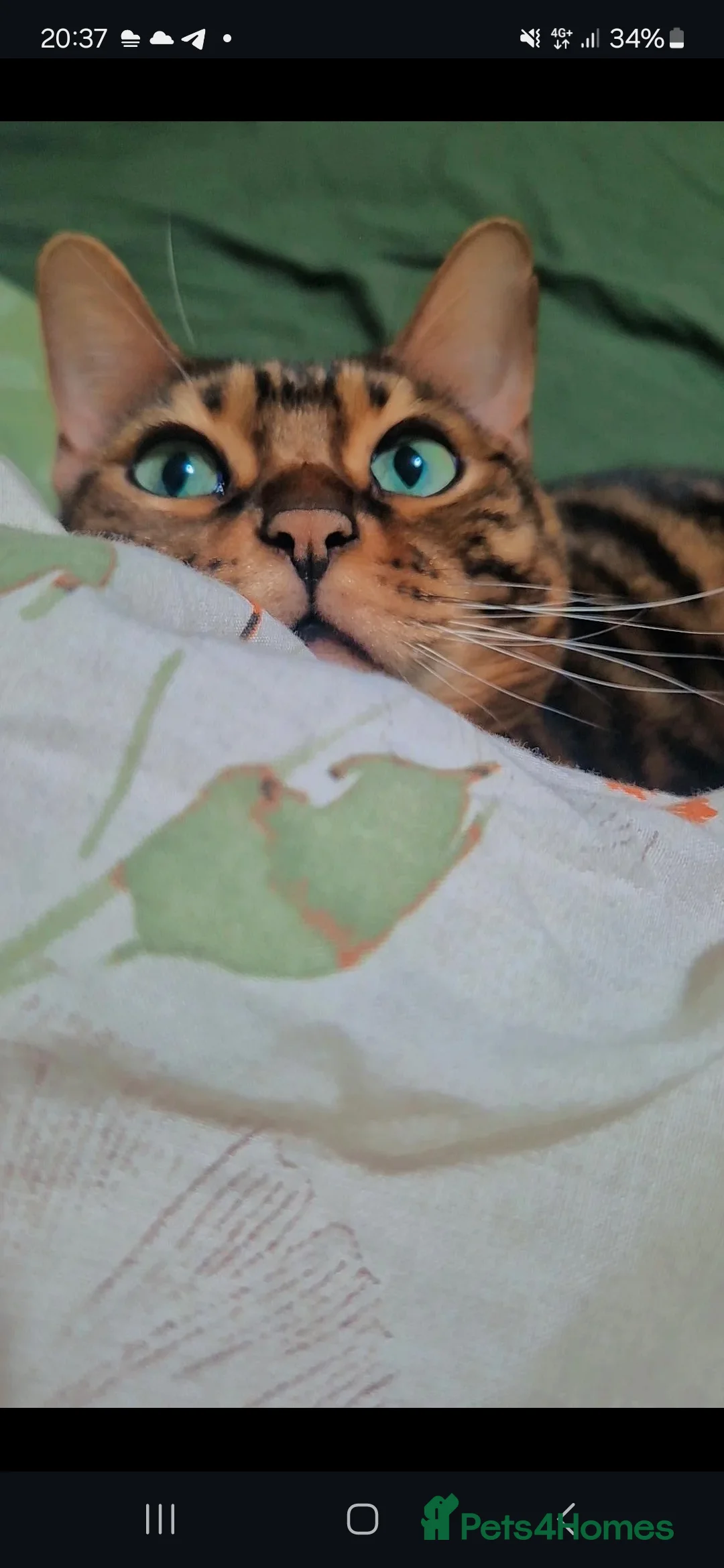 Bengal cats for sale: Adorable Cat “Biscuit” - Advert 3