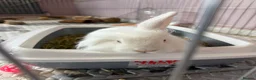 Mixed Breed rabbits for sale: Neutered white male 6 months bunny and enclosure  - Advert 2