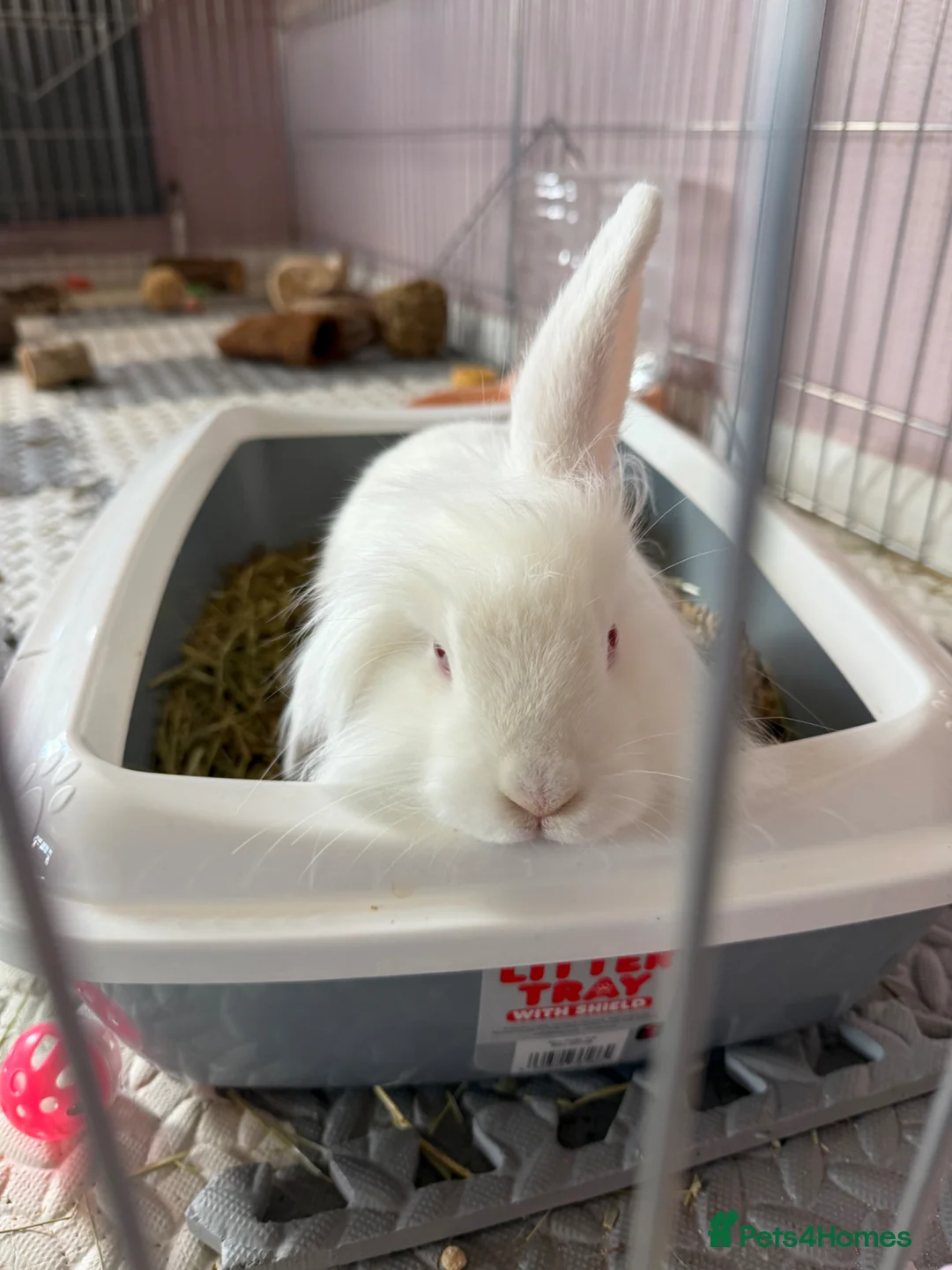 Mixed Breed rabbits for sale: Neutered white male 6 months bunny and enclosure  - Advert 2