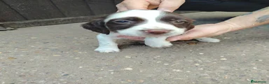 English Springer Spaniel 4