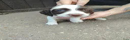English Springer Spaniel dogs for sale: Beautiful litter of English Springer spaniels - Advert 22