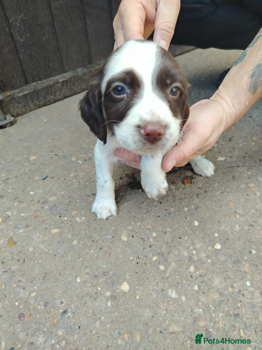 English Springer Spaniel dogs for sale: Beautiful litter of English Springer spaniels - Advert 22