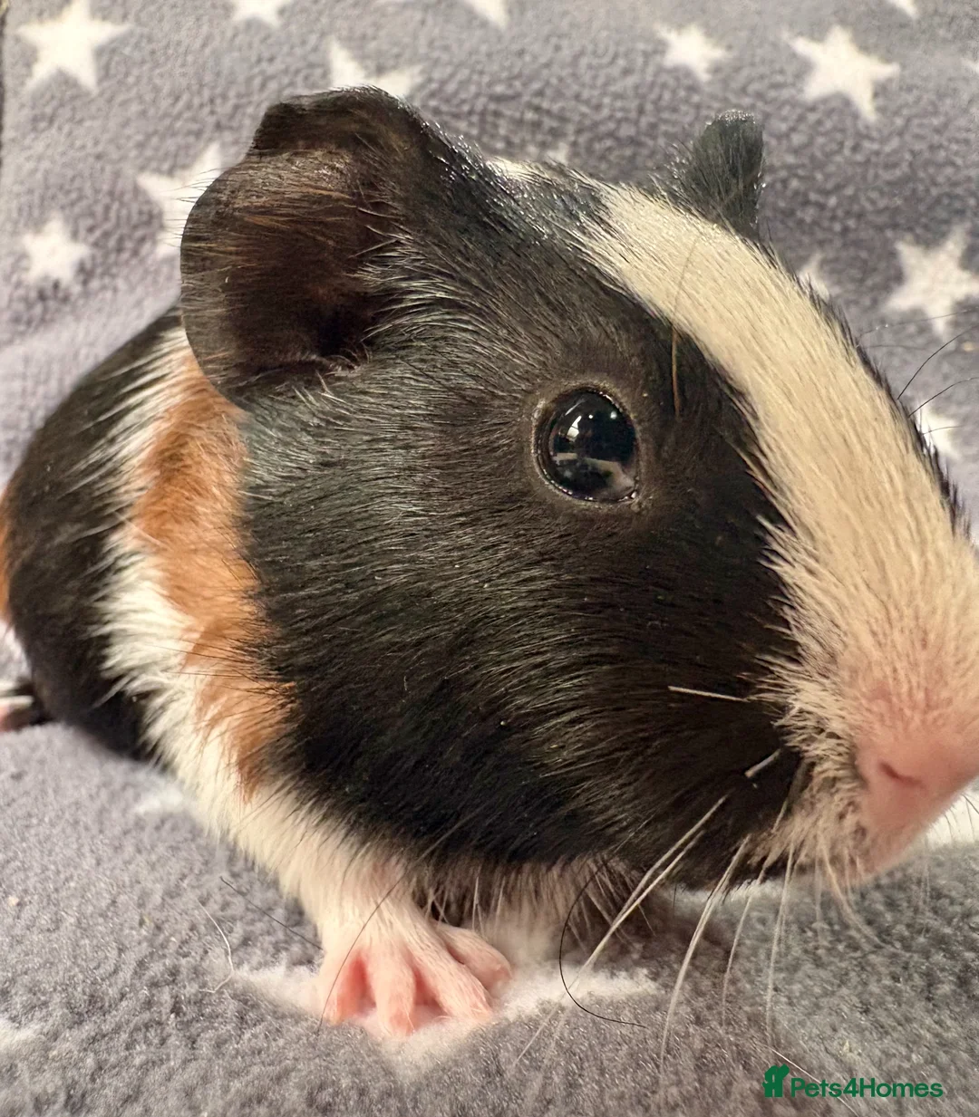 Guinea Pig rodents for sale: A Pair of Adorable Baby Guinea Pigs - Advert 2