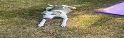 Whippet dogs for sale: KC WHIPPET FOR SALE AGE 2 - Advert 6