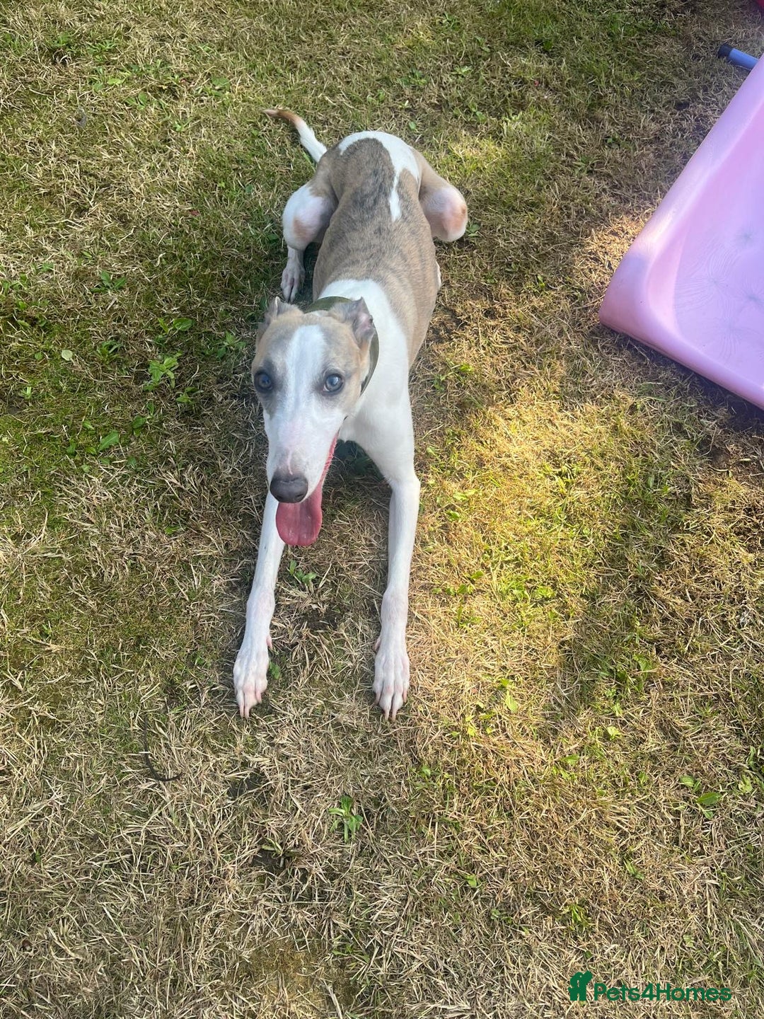 Whippet dogs for sale: KC WHIPPET FOR SALE AGE 2 - Advert 6