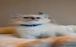 Siberian cats for sale: Hypoallergenic Siberian Neva Kittens Blue eyes - Image 6