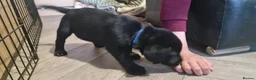 Labrador Retriever dogs for sale: Labrador Puppies *** Last Boy Left Ready to Go*** - Advert 10