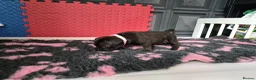 Staffordshire Bull Terrier dogs for sale: Staffordshire bull terrier pups in Leeds - Advert 20