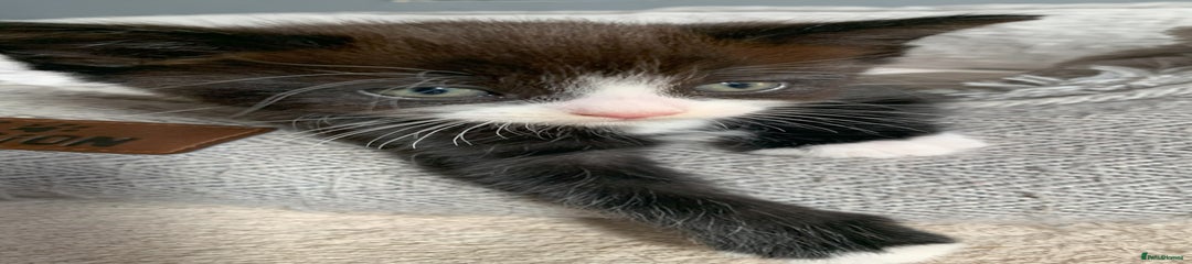 Domestic Shorthair Kitten 3