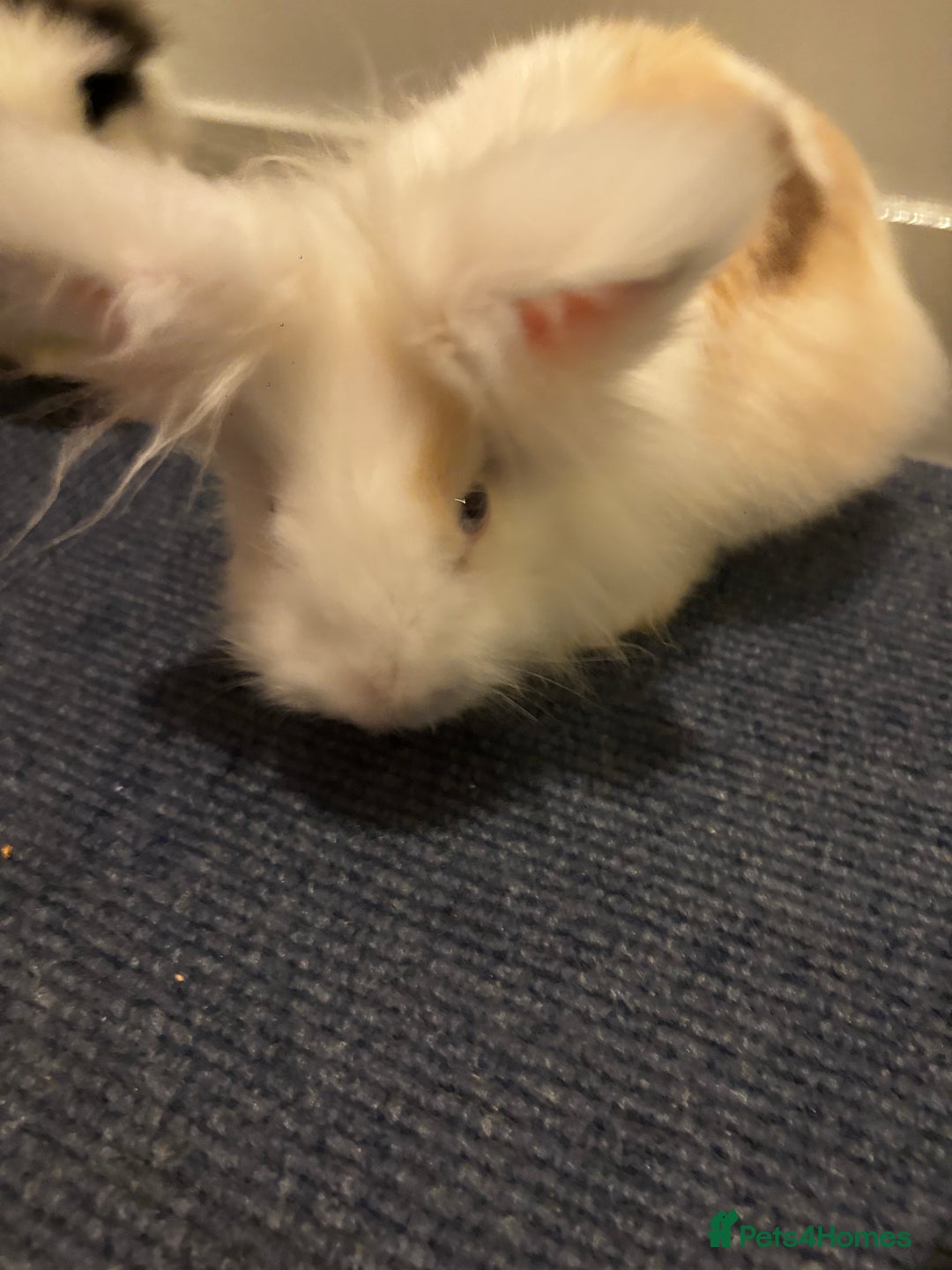 Lionhead rabbits for sale: 2 Handsome double-maned lionheads  - Advert 5