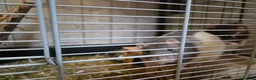 Rat rodents for sale: 5 male rats with large Savic Cage in York - Advert 5