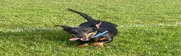 Dachshund dogs for sale: 6 YEAR OLD MALE - Advert 3