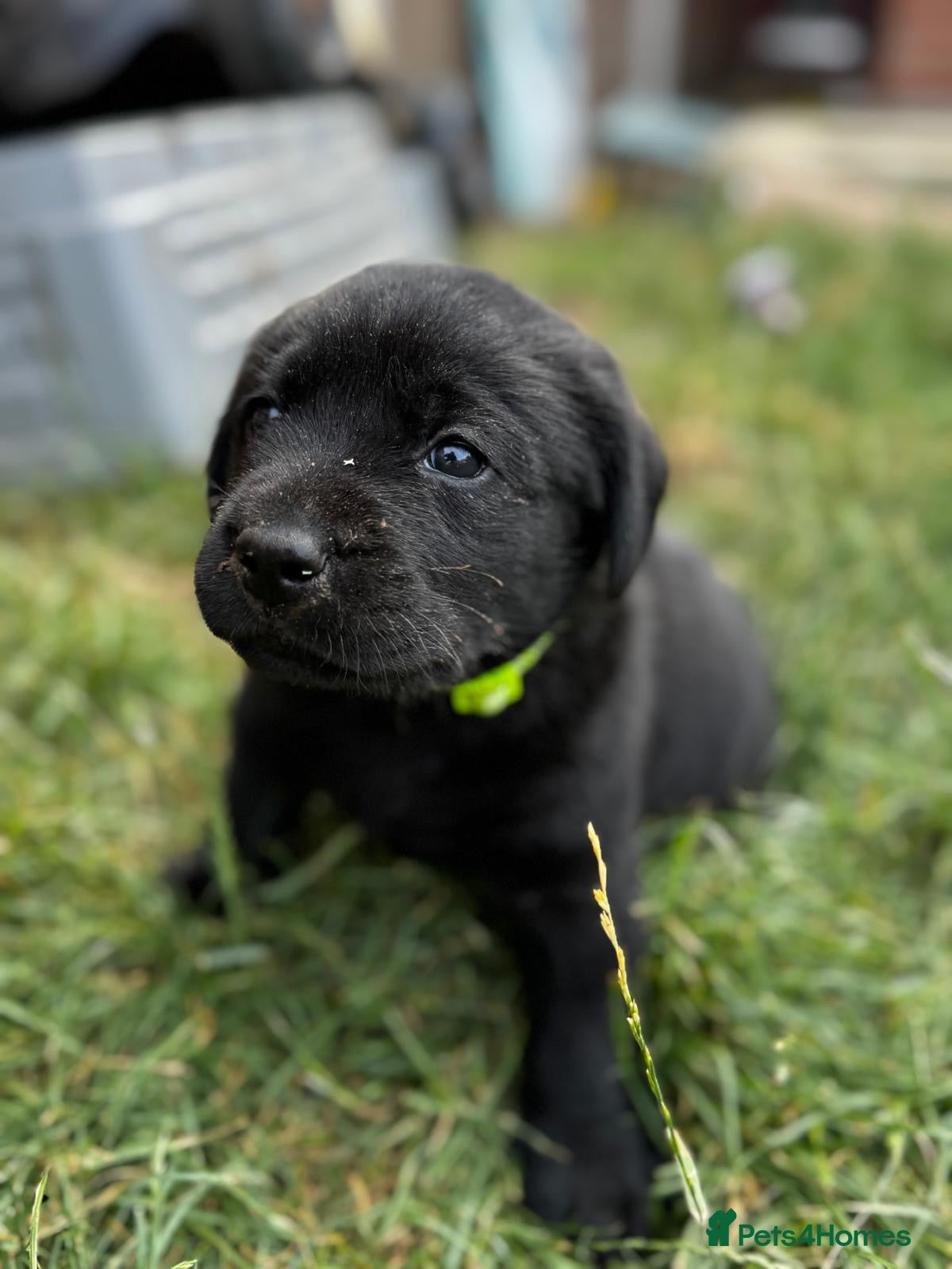 Labrador Retriever dogs KC registered black Labrador puppies. 🐾 🐾 🐾  - Advert 2