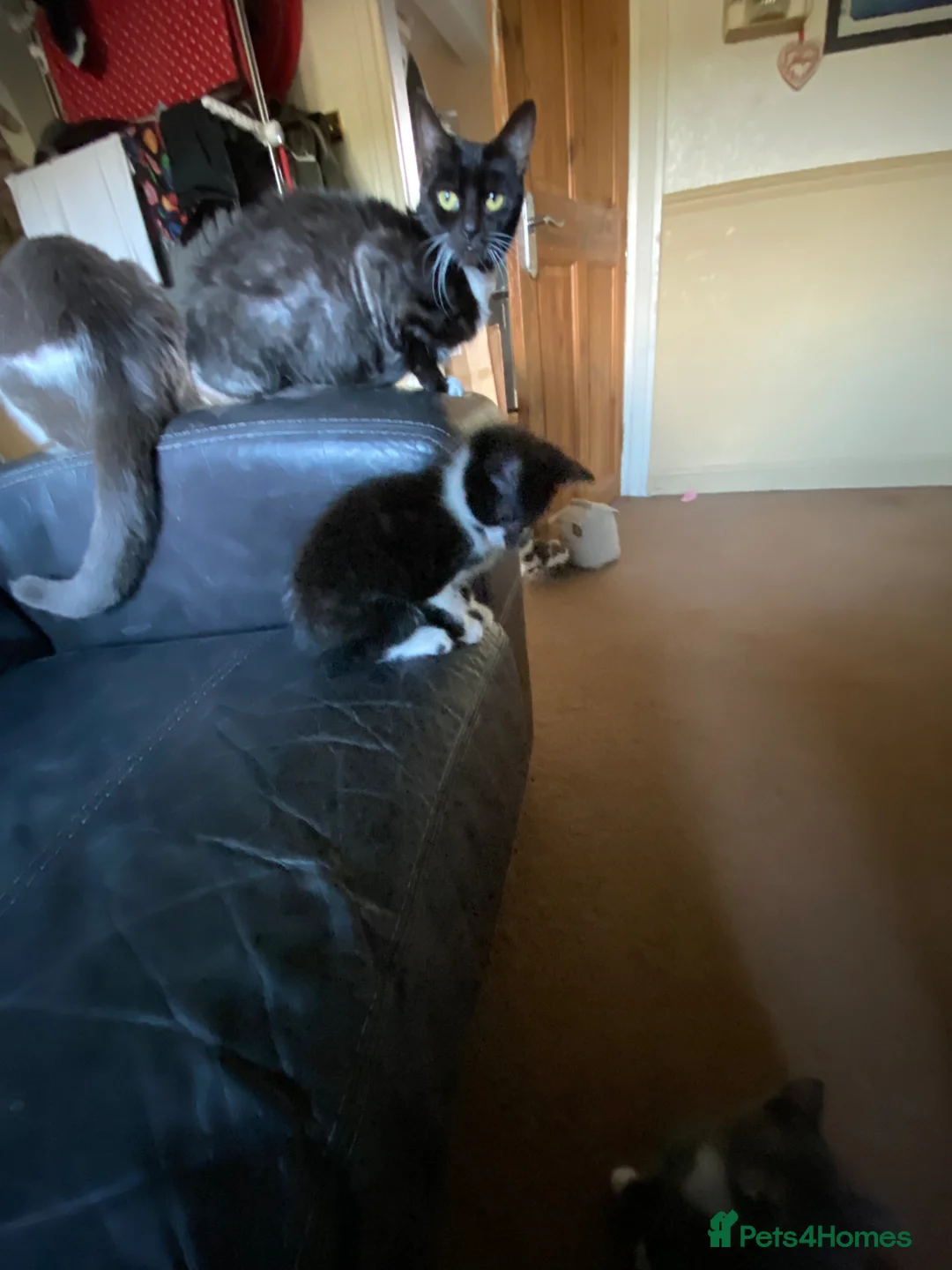 Mixed Breed cats for sale: 3 Black & White boys in Swadlincote - Advert 10