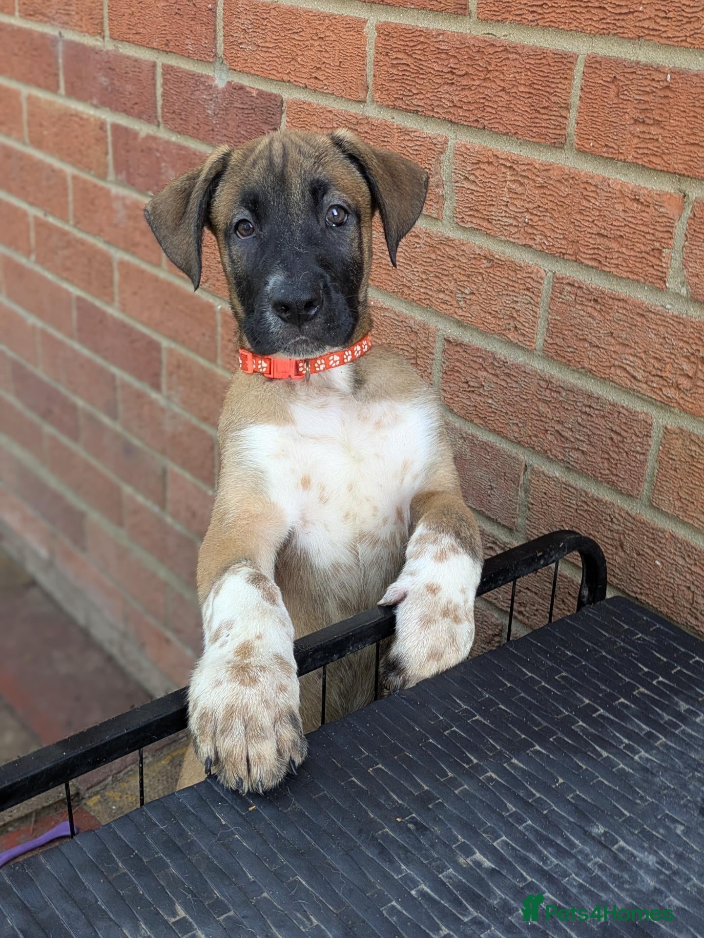 Mixed Breed dogs American bulldog x Belgian Malinois  - Advert 5