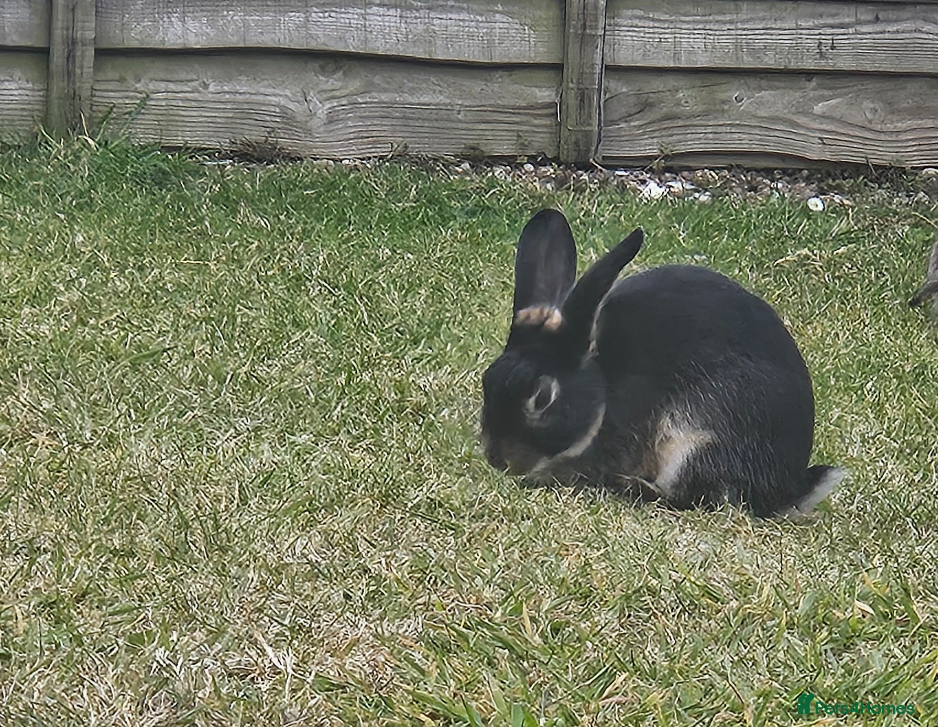 Rex rabbits Male black otter-rex bunny - Advert 5