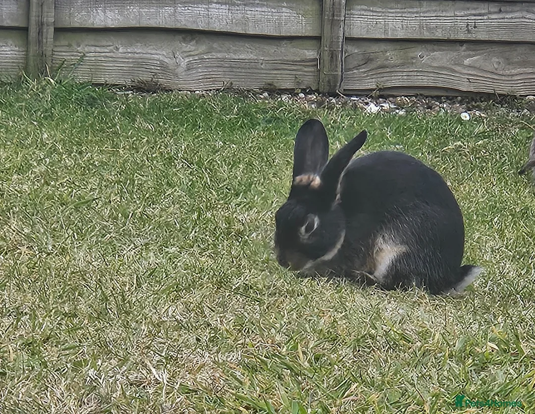 Rex rabbits for sale: Male black otter-rex bunny in Reading - Advert 1