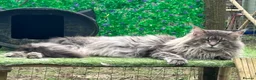 Maine Coon cats for sale: Cream Smoke Tabby Maine Coon Boy READY NOW in Dorking - Advert 10