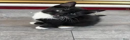 Mixed Breed cats for sale: 2 kittens for sale  - Advert 8