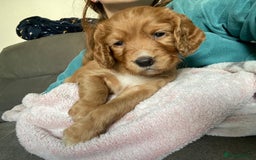Cocker Spaniel dogs for sale: 🐶cocker spaniel puppies 🐶  - Image 1
