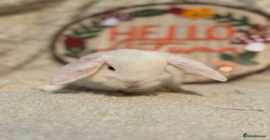 Mini Lop rabbits - Advert 3
