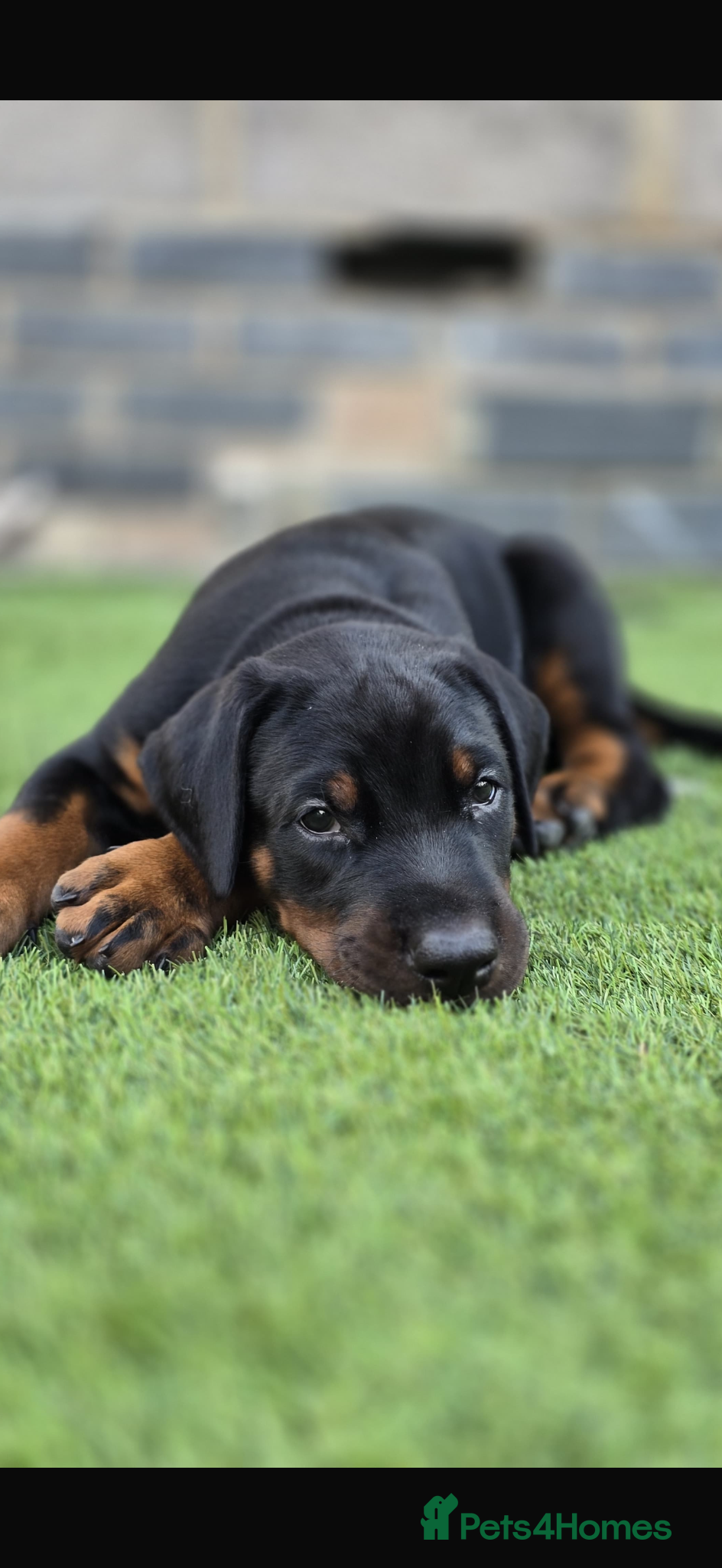 Dobermann dogs Thorough bred Doberman puppies available. - Advert 2